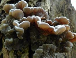 Auricularia-mesenterica