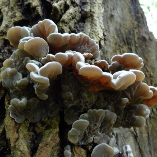 Auricularia-mesenterica