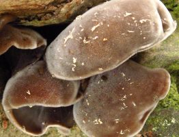 Auricularia polytricha