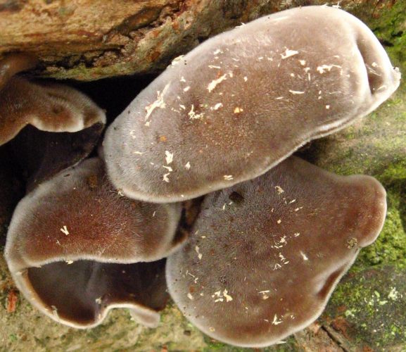 Auricularia polytricha