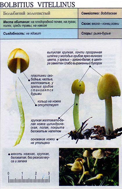 Больбитий золотистый