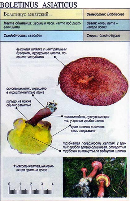 Болетинус азиатский