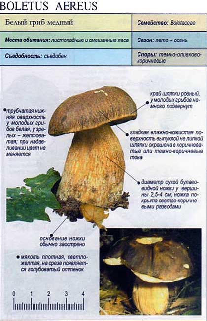 Boletus aereus