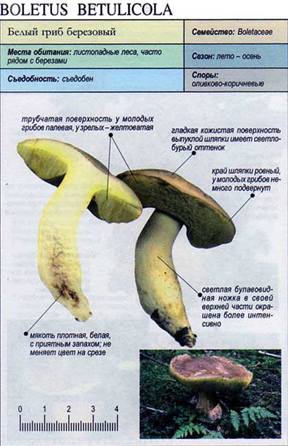 Boletus betulicola