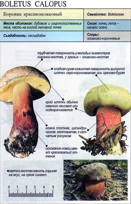 Боровик красивоножковый