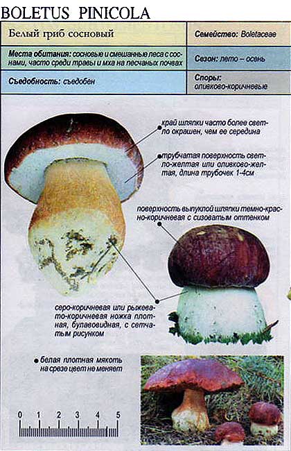 Белый гриб сосновый