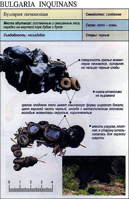 Булгария пачкающая