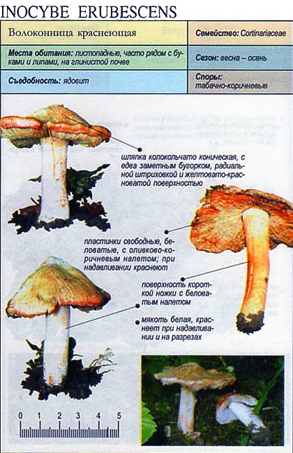 Волоконница краснеющая