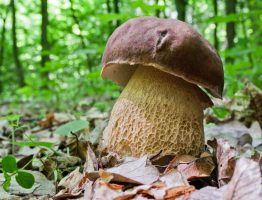 Boletus reticulatus