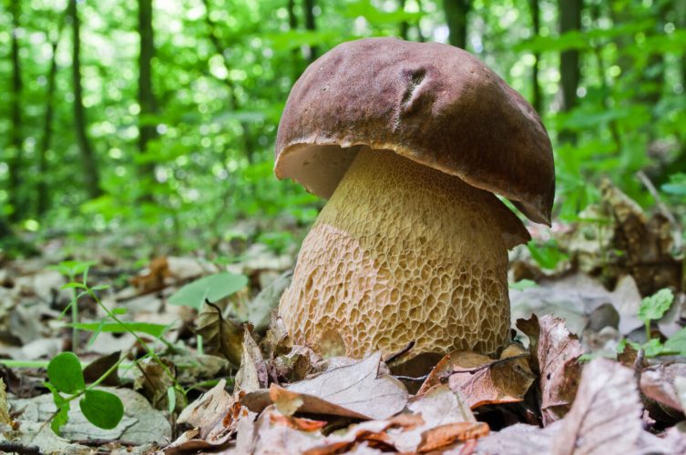 Boletus reticulatus