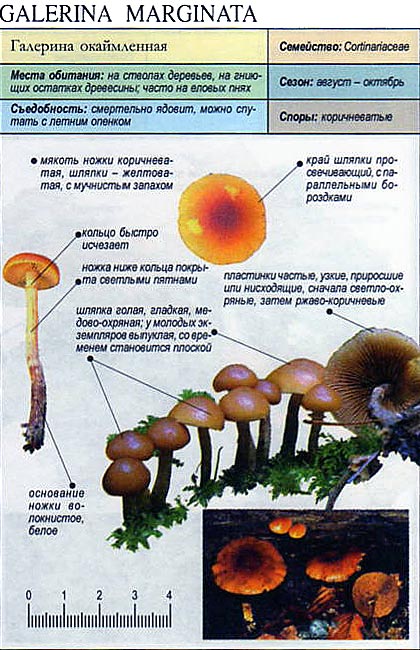 Галерина окаймленная