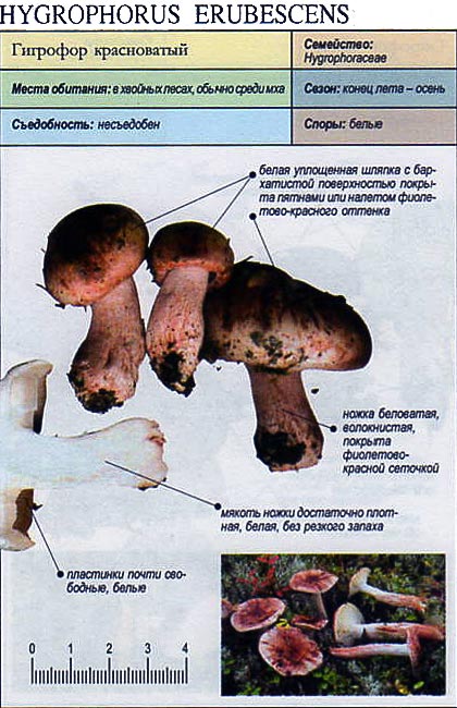 Гигрофор красноватый