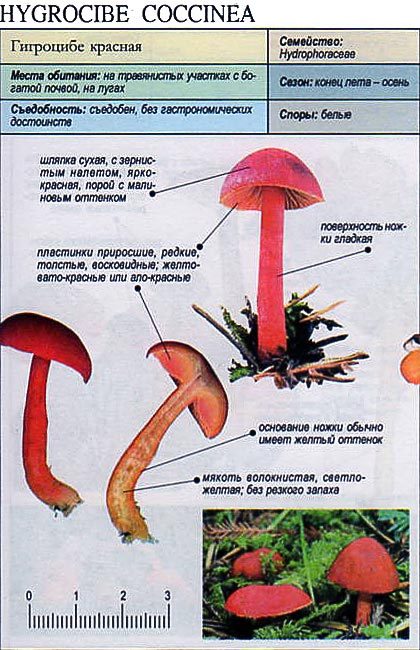 Гигроцибе красная