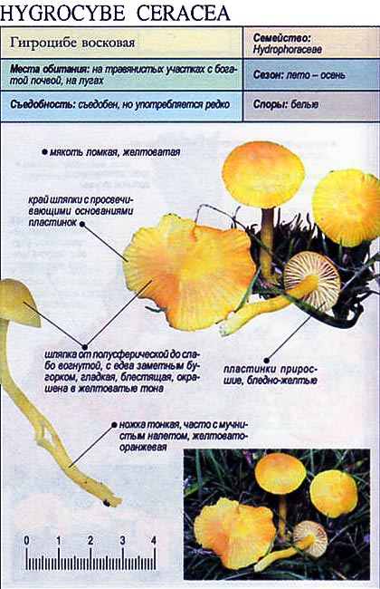 Гигроцибе восковая