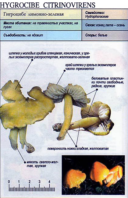 Гигроцибе лимонно-зеленая