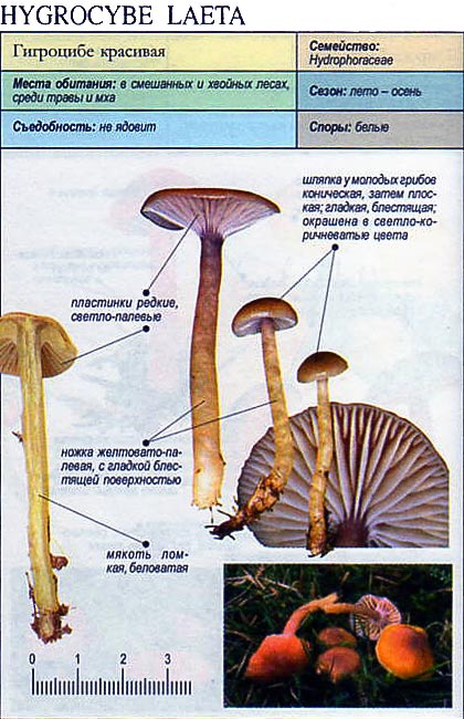 Гигроцибе красивая