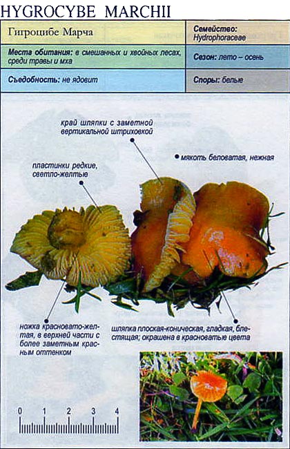 Гигроцибе Марча