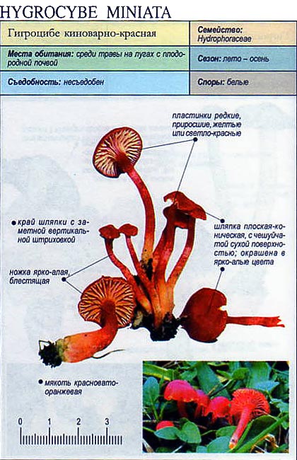 Гигроцибе киноварно-красная