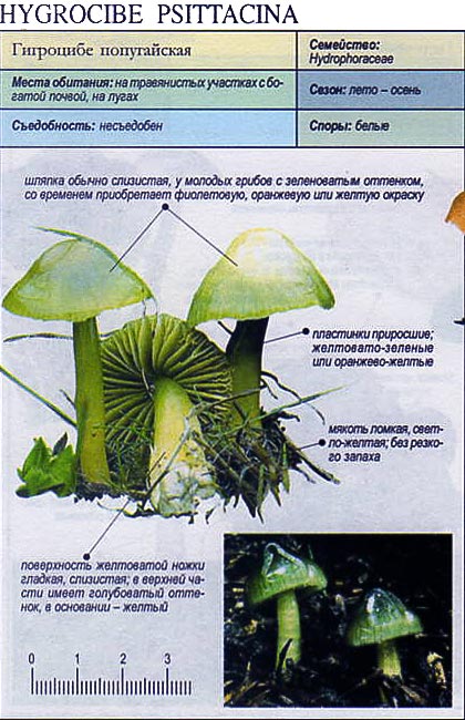 Гигроцибе попугайская