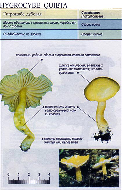 Гигроцибе дубовая