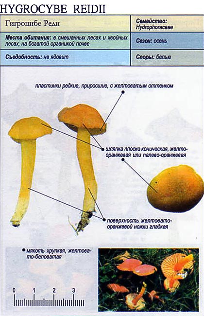 Гигроцибе Реди