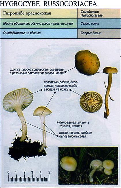 Гигроцибе краснокожая