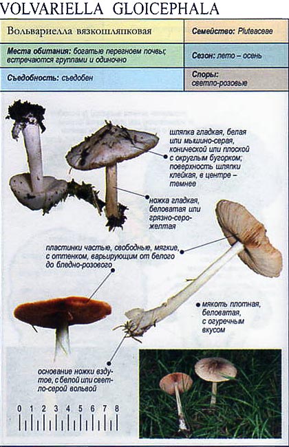 Вольвариелла вязкошляпковая
