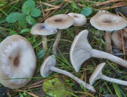 Clitocybe metachroa