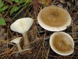 Clitocybe clavipes