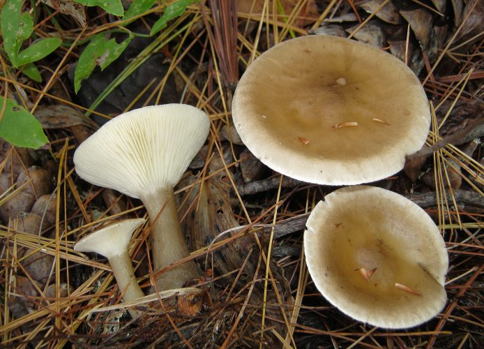 Clitocybe clavipes