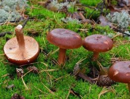 Lactarius rufus