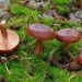 Lactarius rufus