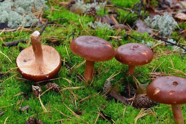 Lactarius rufus