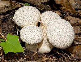 Calvatia exipuliformis