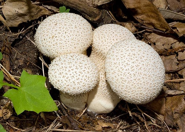 Calvatia exipuliformis