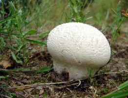 Calvatia utriformis