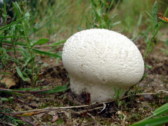 Calvatia utriformis