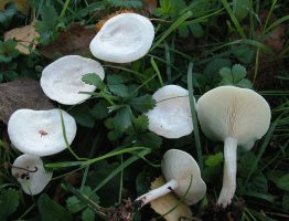 Clitocybe dealbata