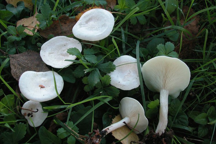 Clitocybe dealbata