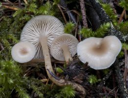 Clitocybe fragrans