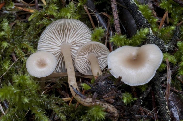 Clitocybe fragrans