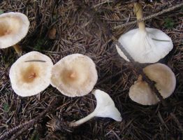 Clitocybe gibba