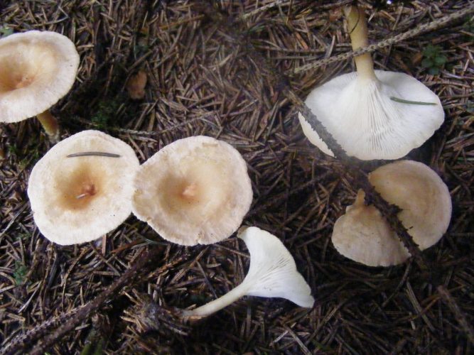 Clitocybe gibba