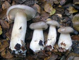 Clitocybe nebularis