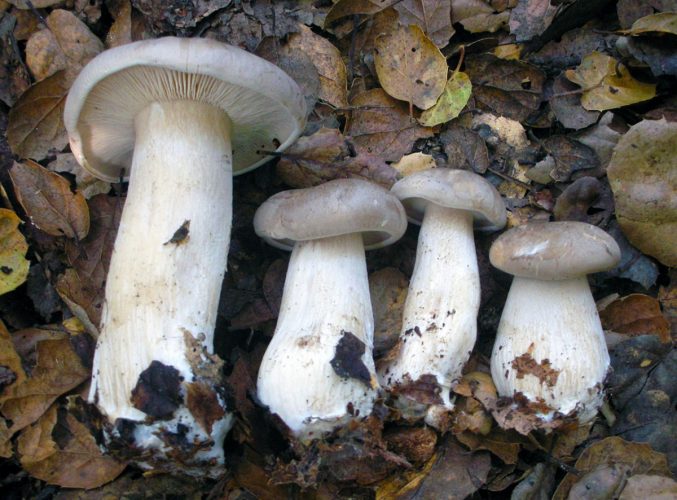 Clitocybe nebularis