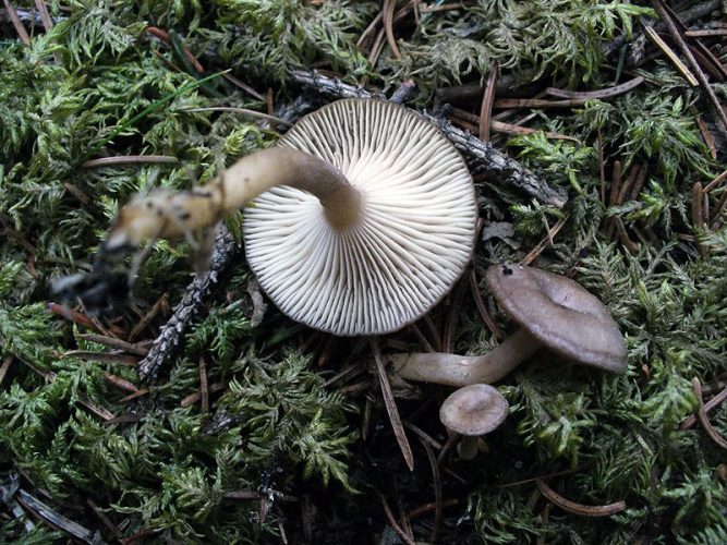 Clitocybe pruinosa