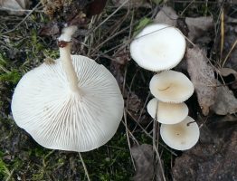 Clitocybe candicans