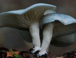 Clitocybe odora