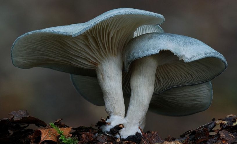 Clitocybe odora