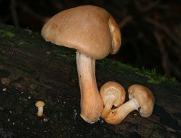 Gymnopilus hybridus